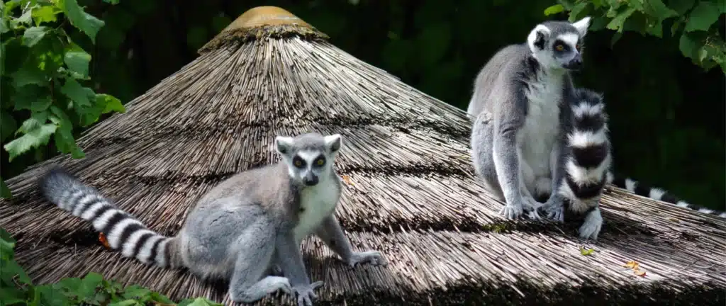 Madagaskar